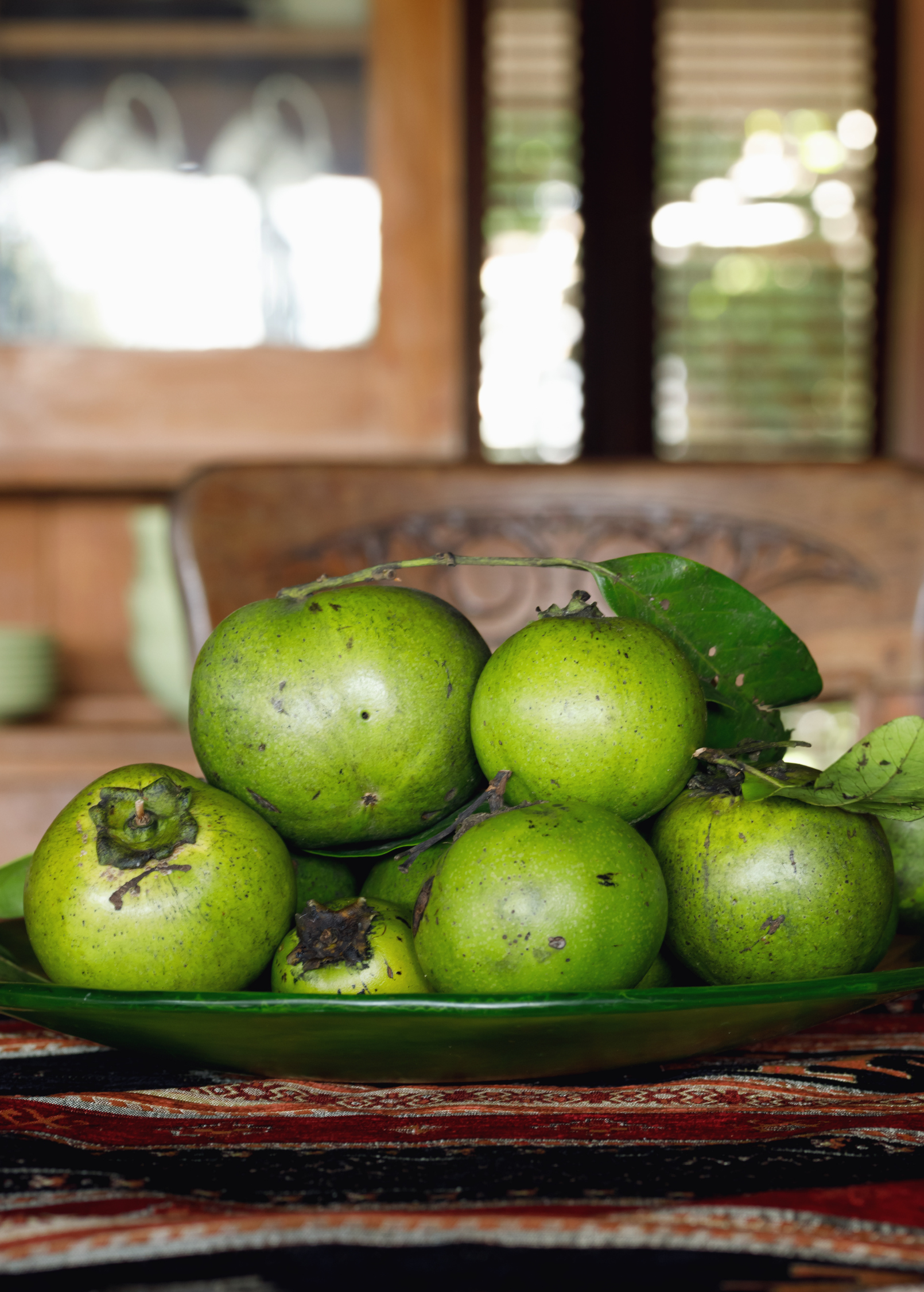 Black Sapote, Seedling (Diospyros nigra)