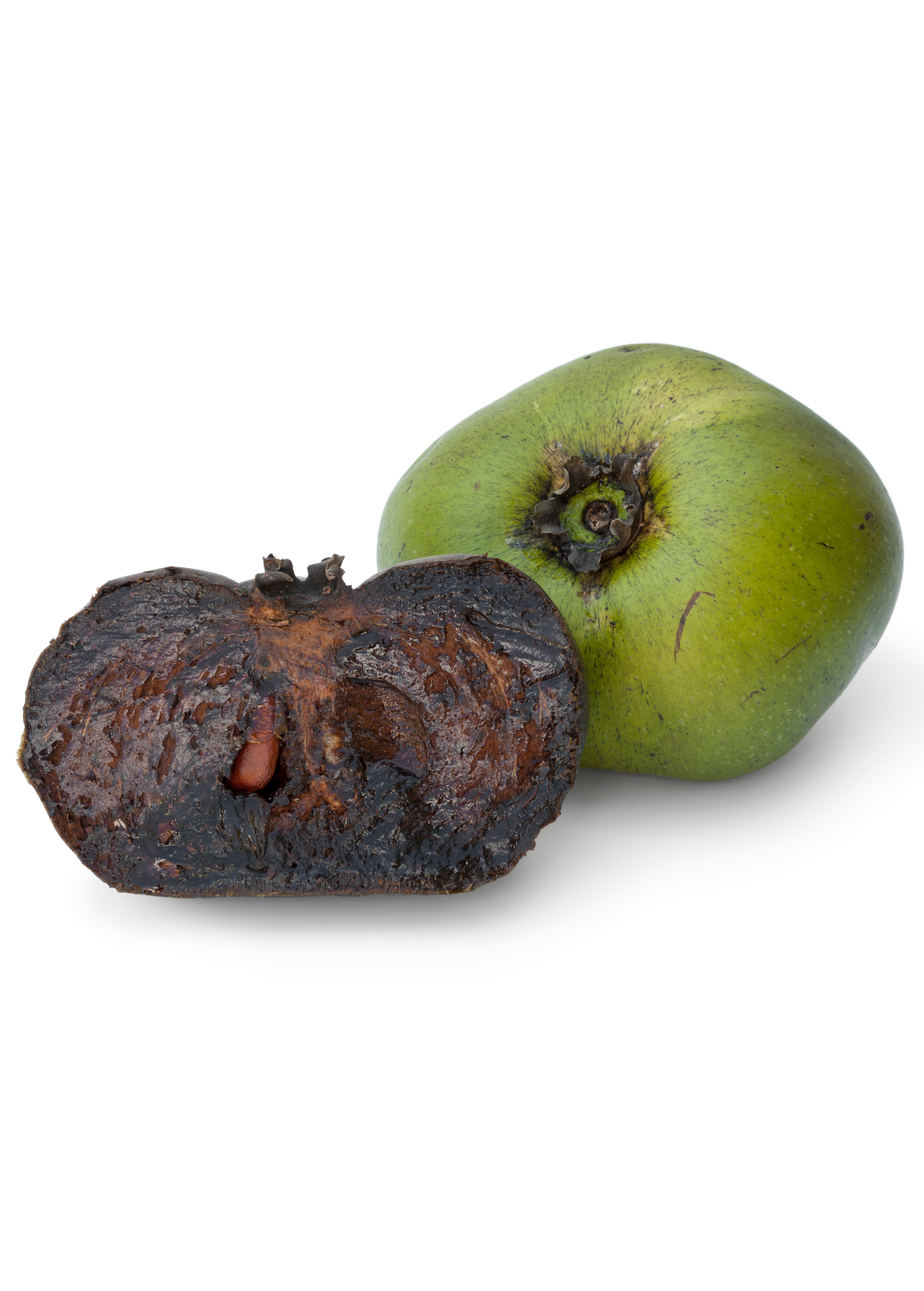 Black Sapote, Seedling (Diospyros nigra)