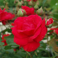 Super Rare Climbing Blaze Rose Cuttings – Rosa ‘Blaze’ Red Climbing Rose for Rooting & Grafting, Unrooted Garden Propagation Set