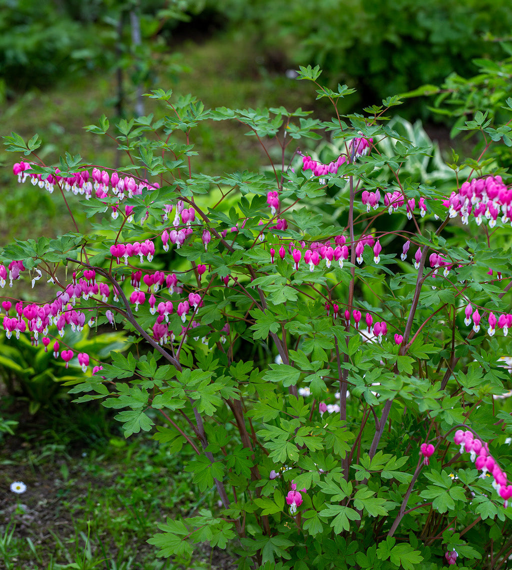 Dicentra Spectabilis - Bleeding Heart - 3 root divisions