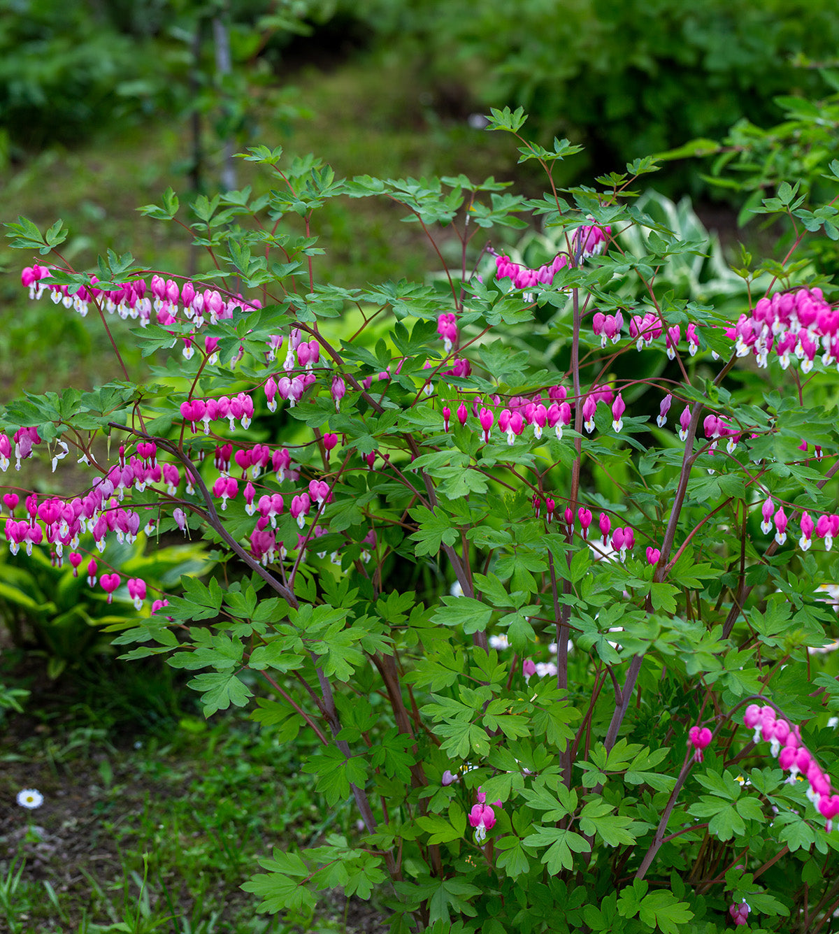 Dicentra Spectabilis - Bleeding Heart - 3 root divisions