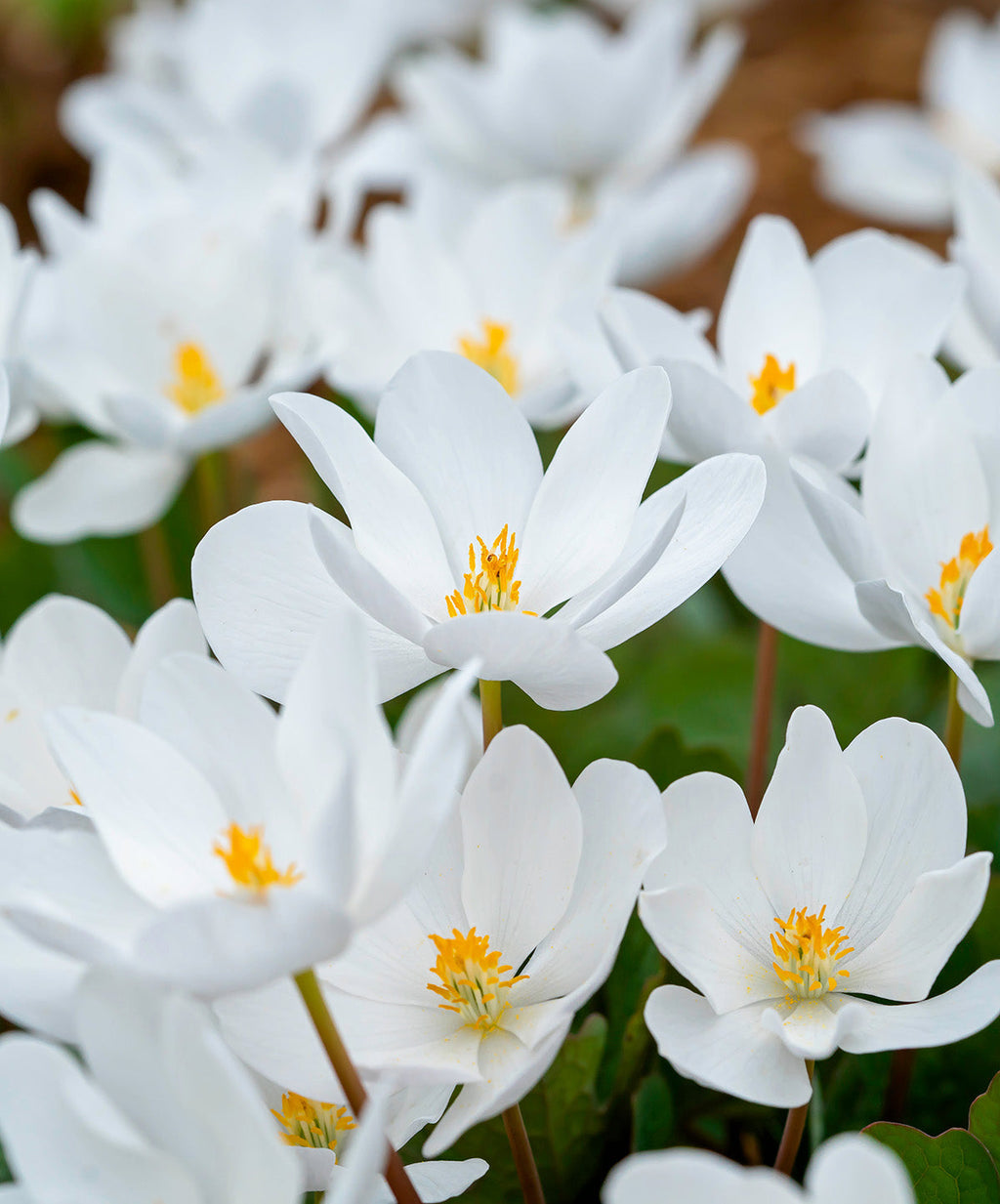 Bloodroot - 5 Root Divisions