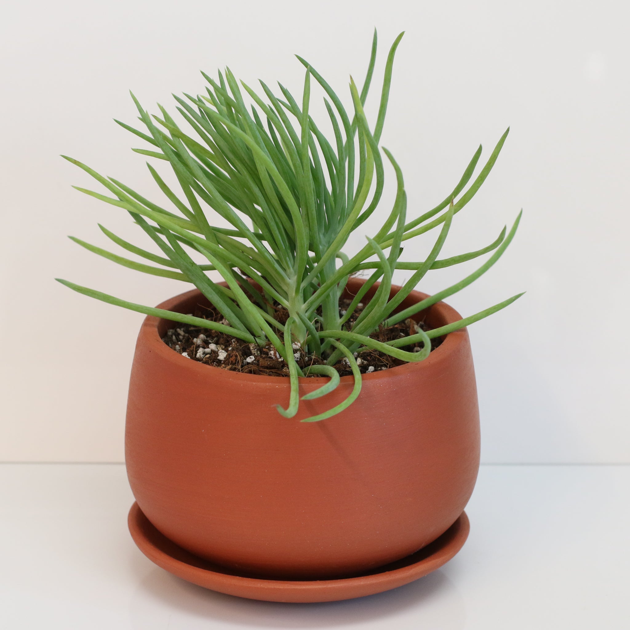 Blue Chalksticks Succulent