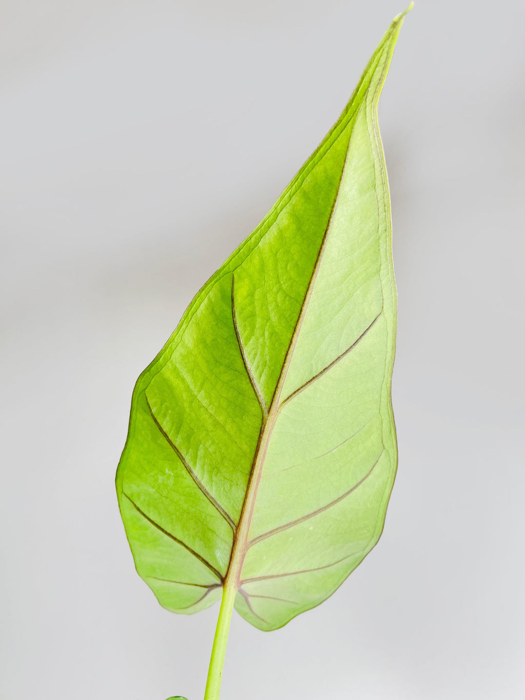 Alocasia 'Sumo' Black Veins