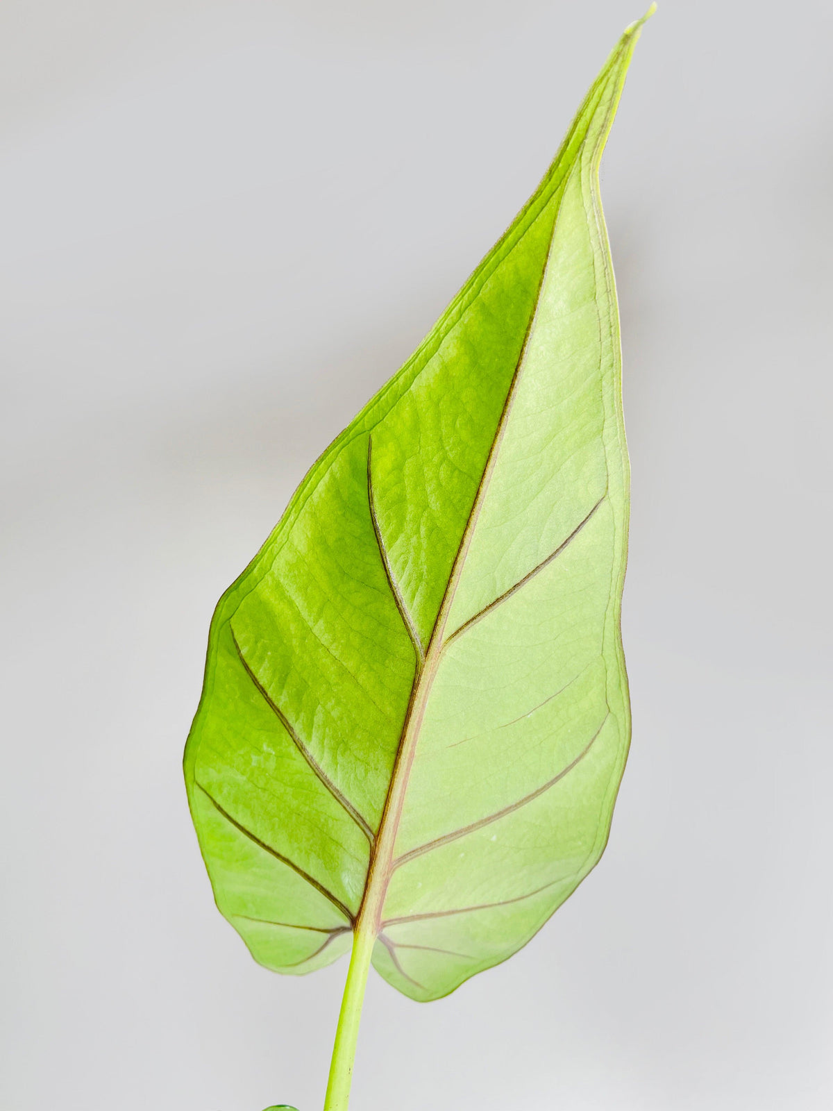 Alocasia 'Sumo' Black Veins