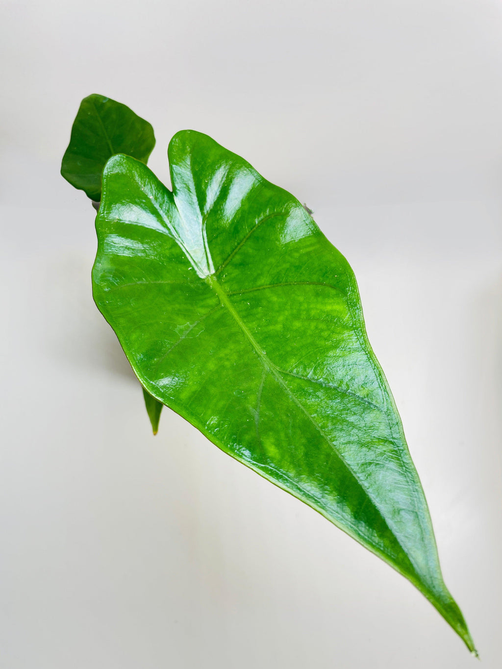 Alocasia 'Sumo' Black Veins