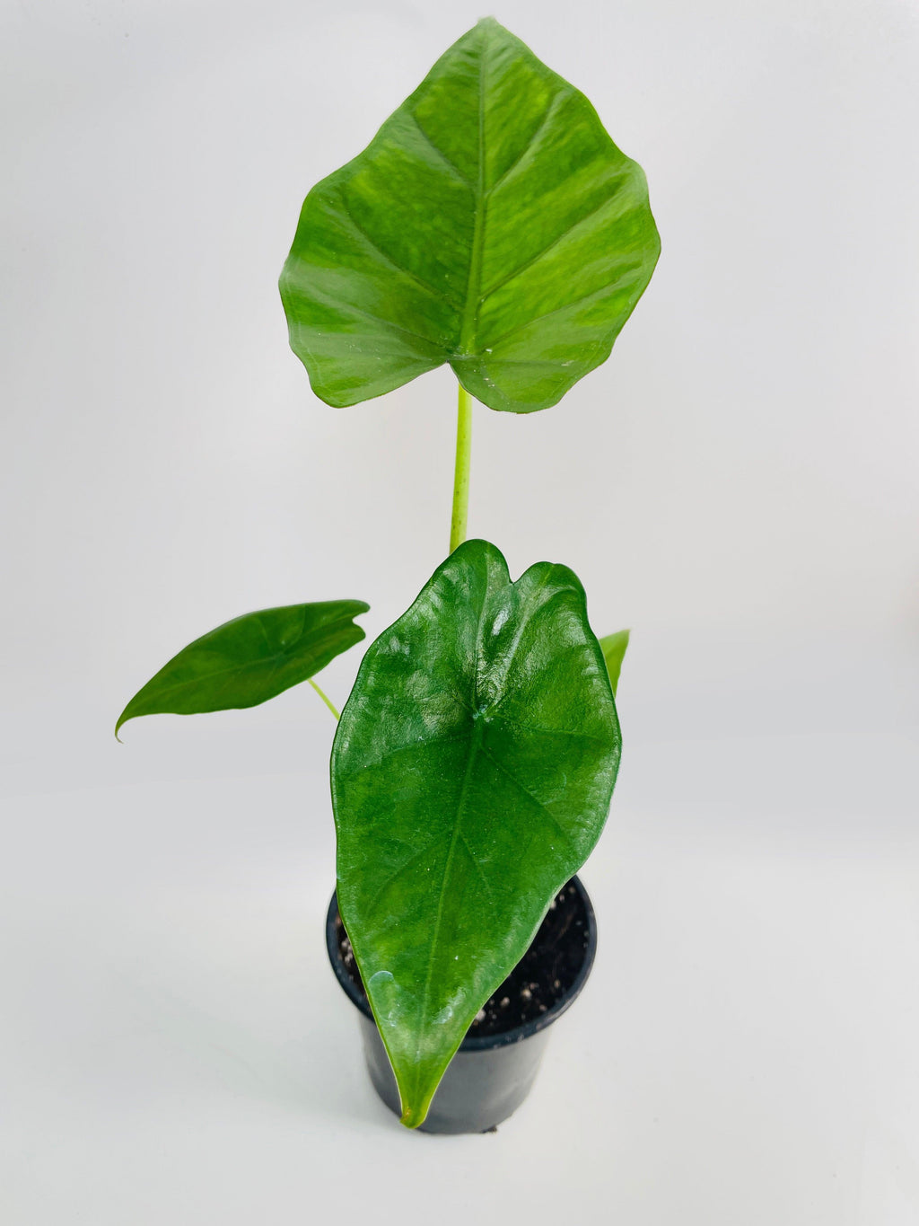 Alocasia 'Sumo' Black Veins