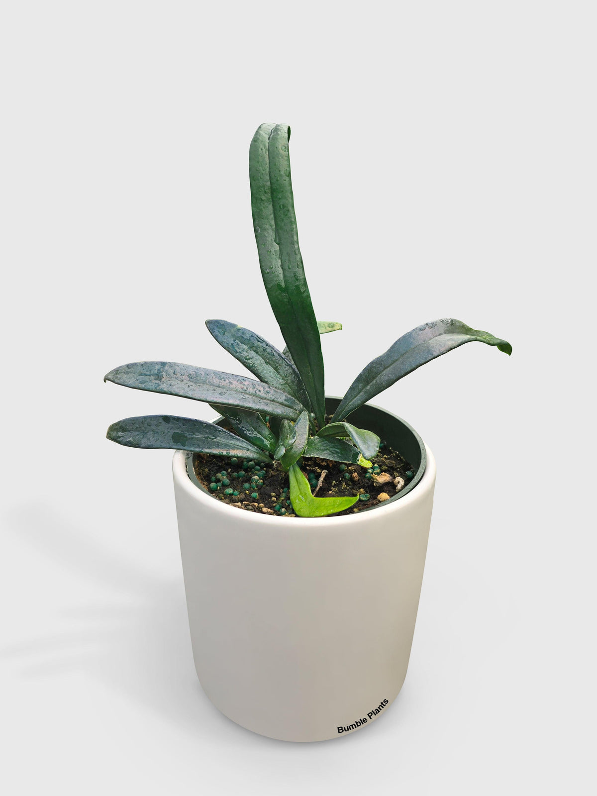 Blue Oil Fern 'Microsorum Thailandicum'