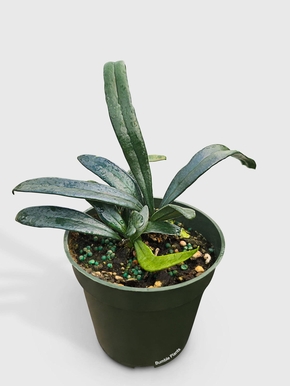 Blue Oil Fern 'Microsorum Thailandicum'