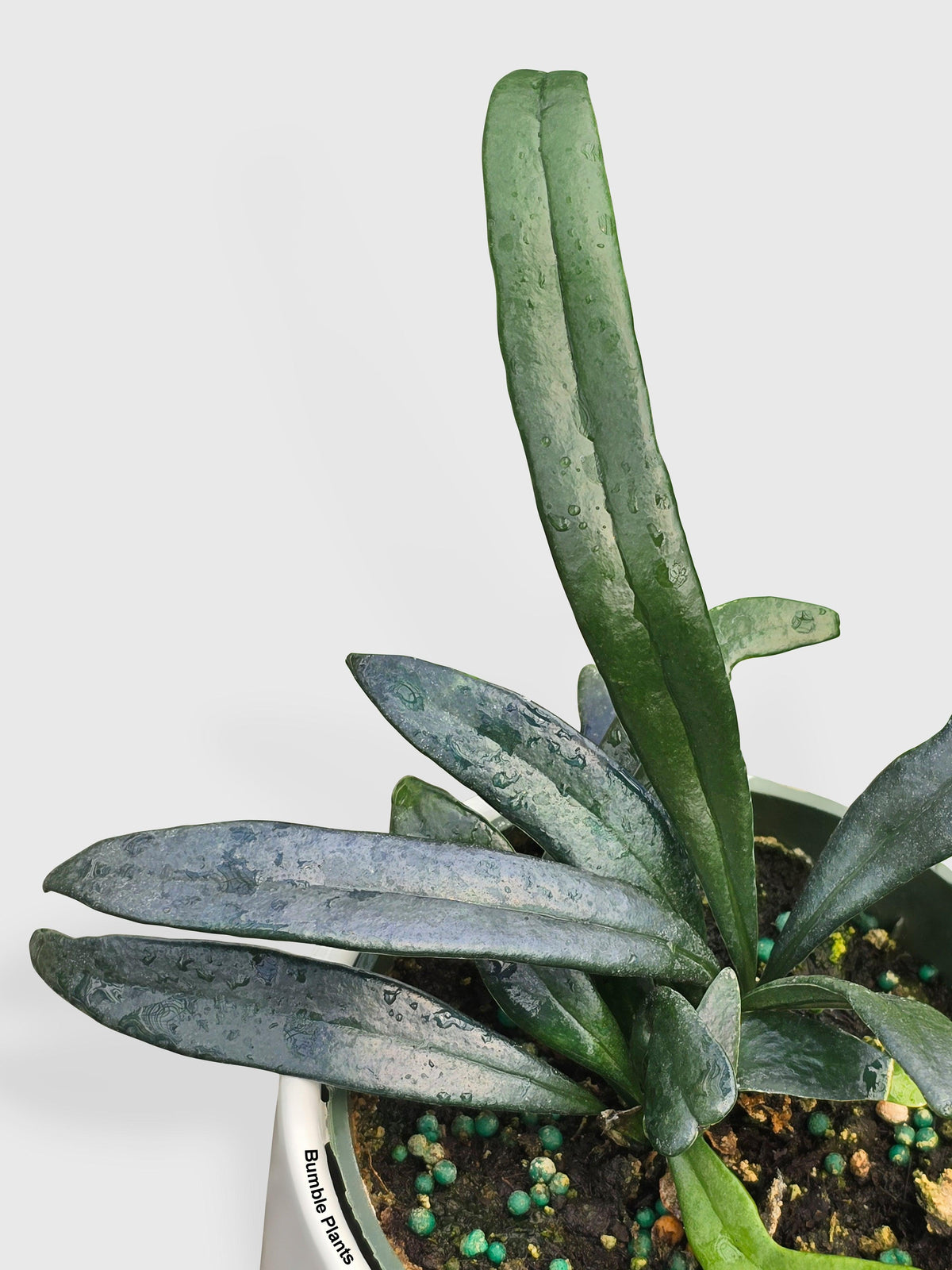 Blue Oil Fern 'Microsorum Thailandicum'