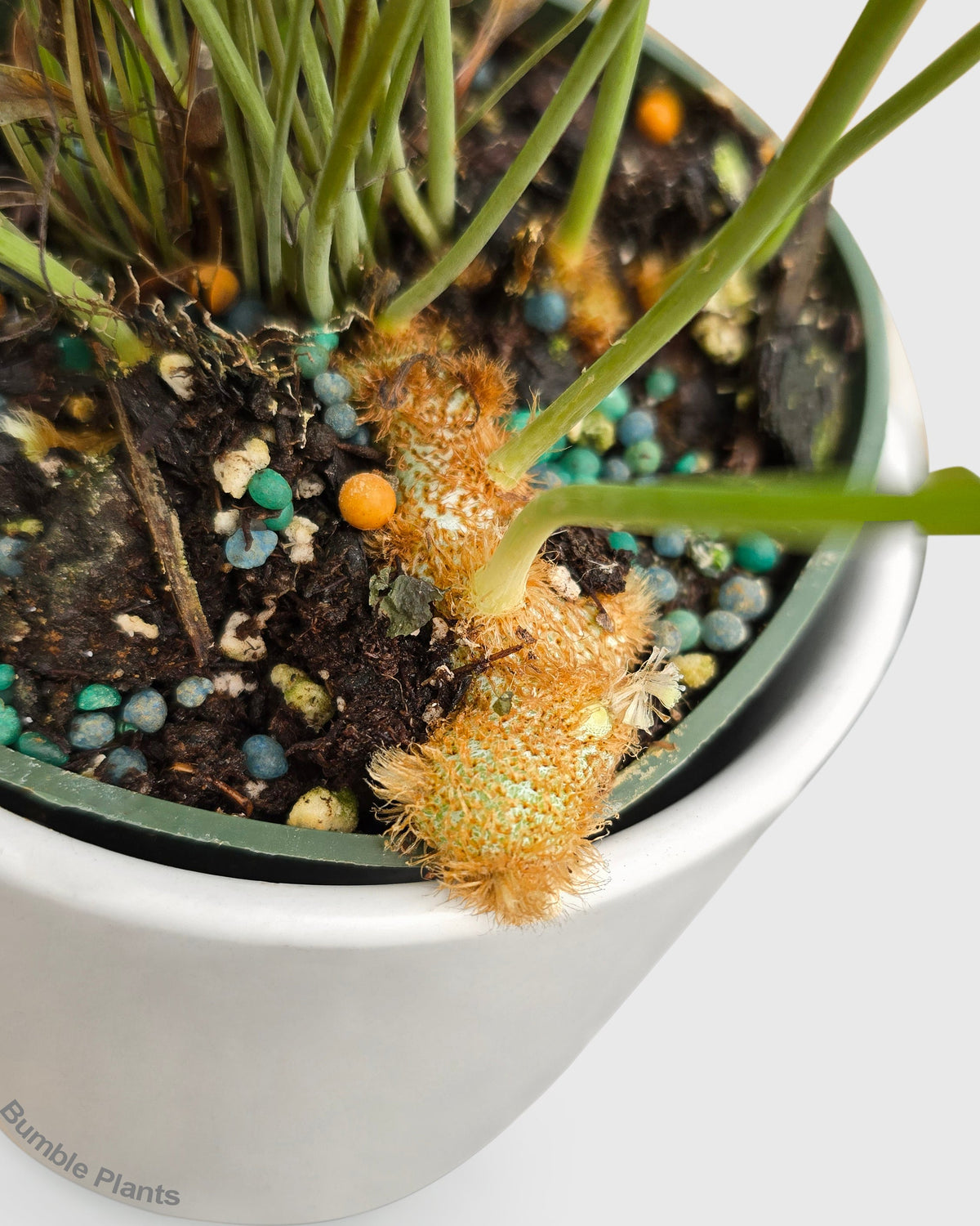 Phlebodium Aureum 'Blue Star' Fern