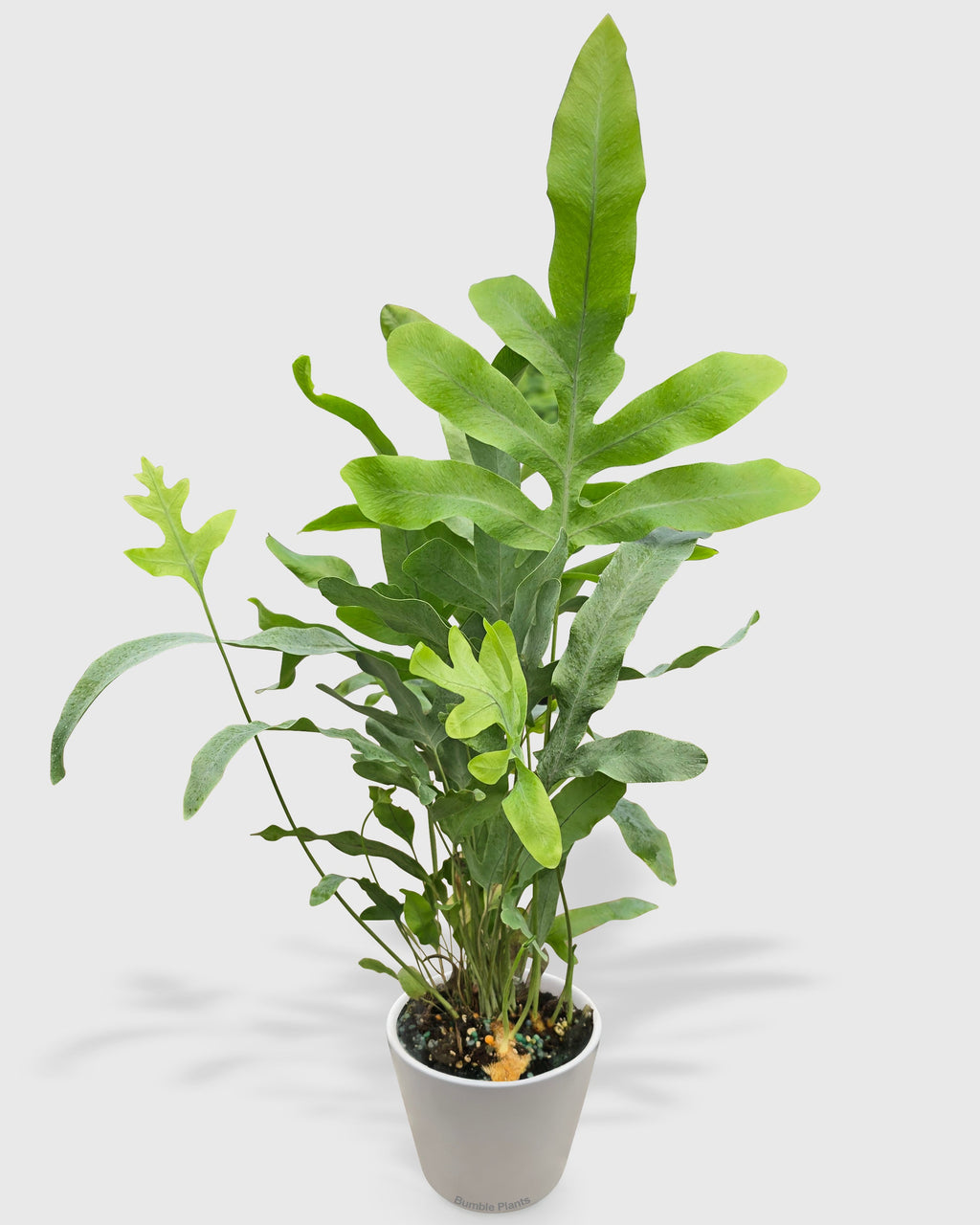 Phlebodium Aureum 'Blue Star' Fern