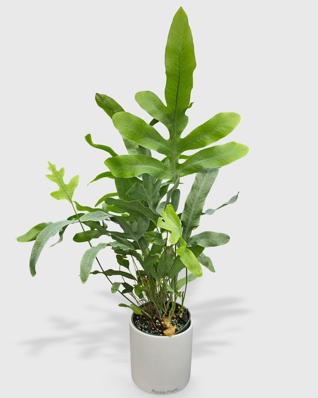 Phlebodium Aureum 'Blue Star' Fern