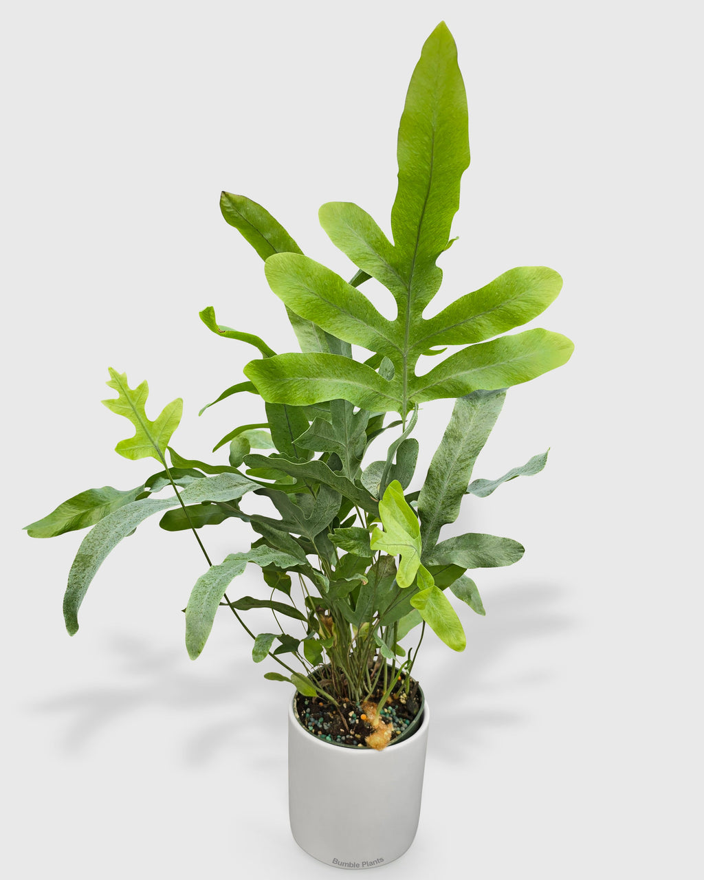 Phlebodium Aureum 'Blue Star' Fern