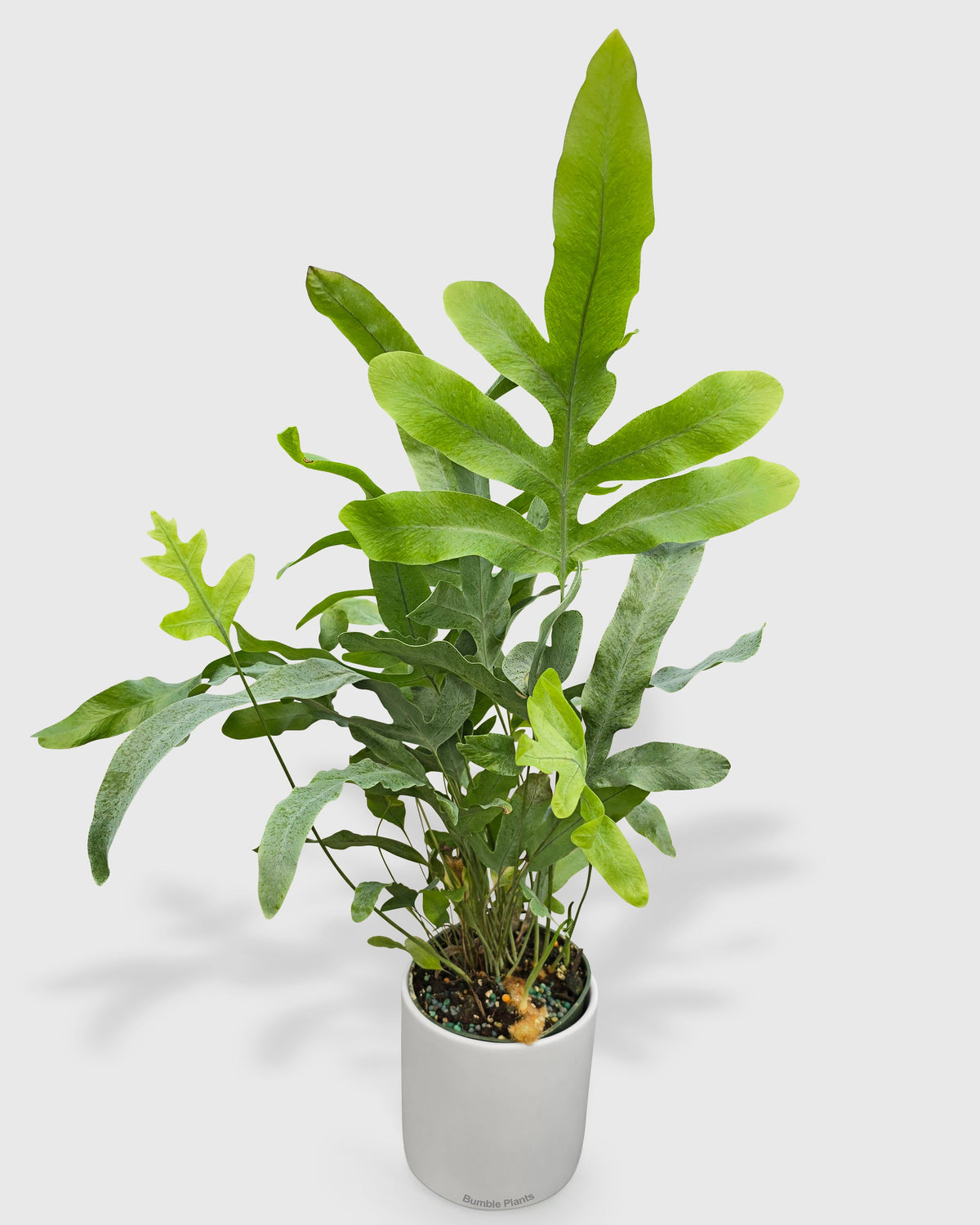 Phlebodium Aureum 'Blue Star' Fern