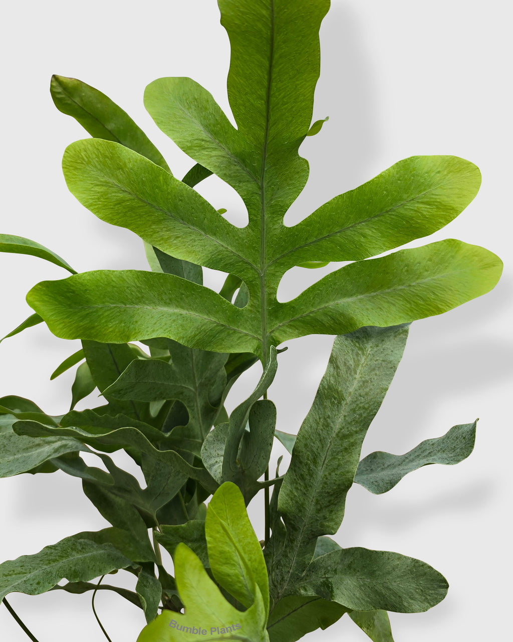 Phlebodium Aureum 'Blue Star' Fern