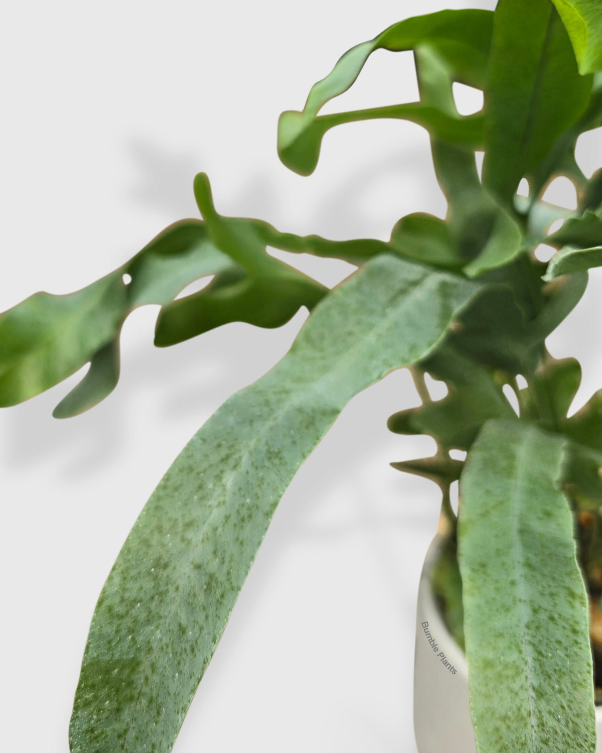 Phlebodium Aureum 'Blue Star' Fern