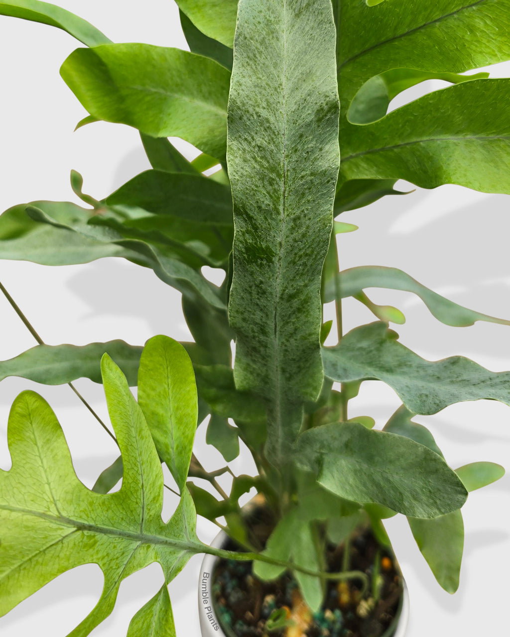 Phlebodium Aureum 'Blue Star' Fern