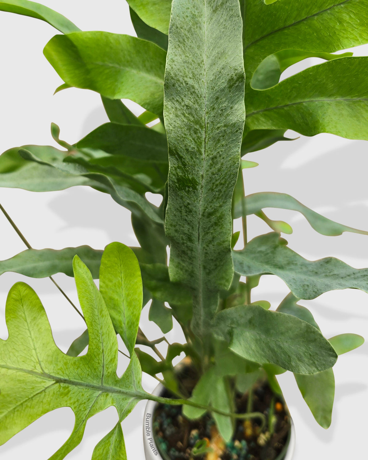 Phlebodium Aureum 'Blue Star' Fern