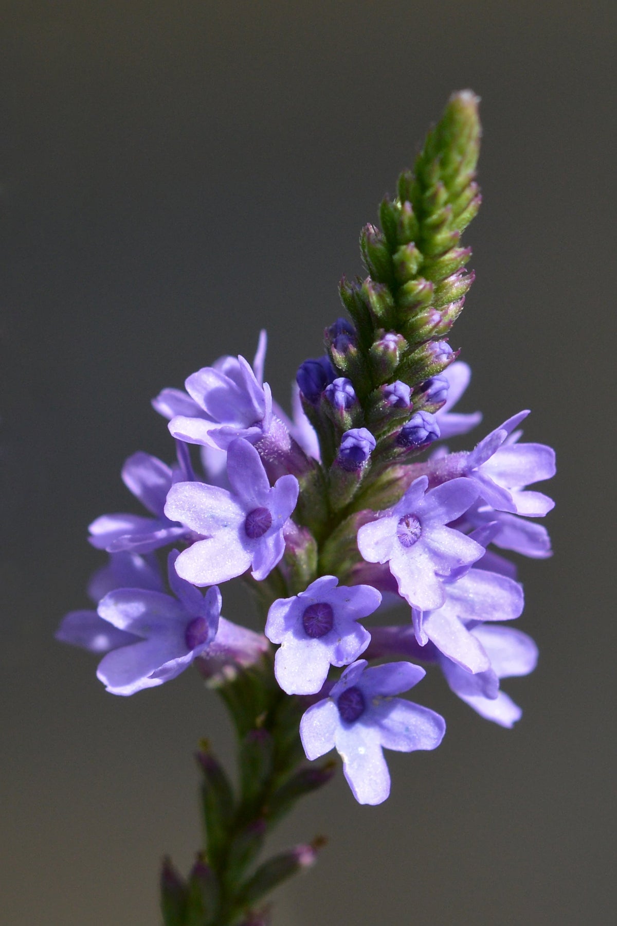 500 Blue Vervain Seeds - Verbena hastata Seeds