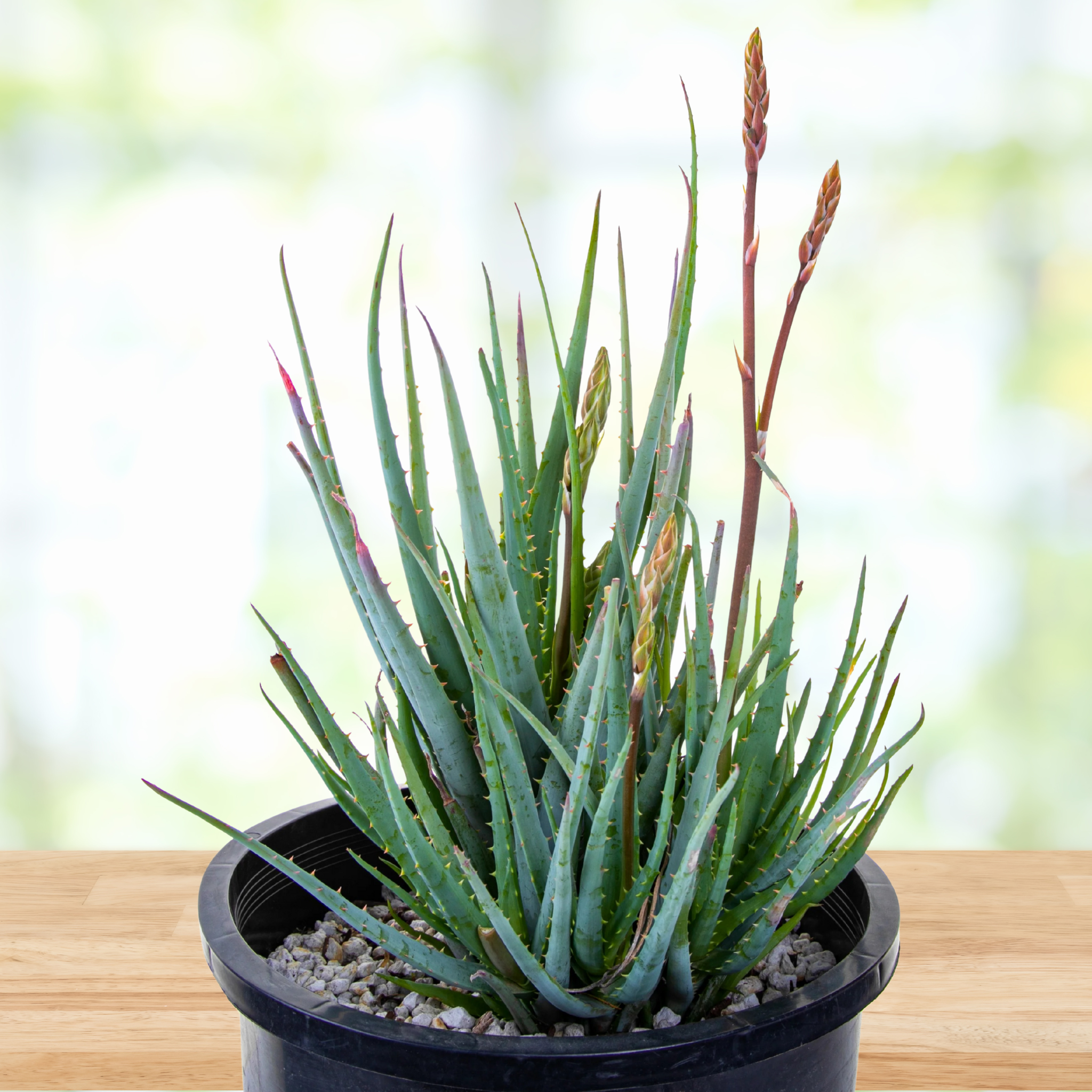 Aloe "Blue Elf"