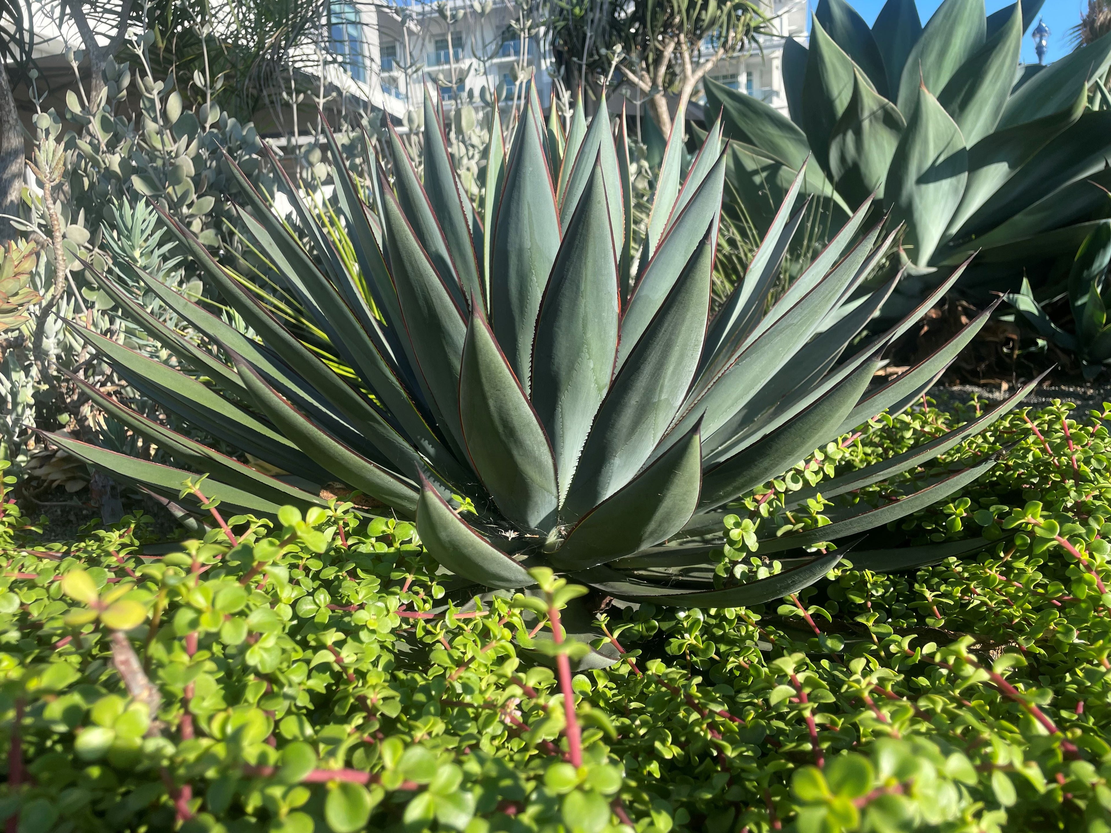 Agave 'Blue Glow'