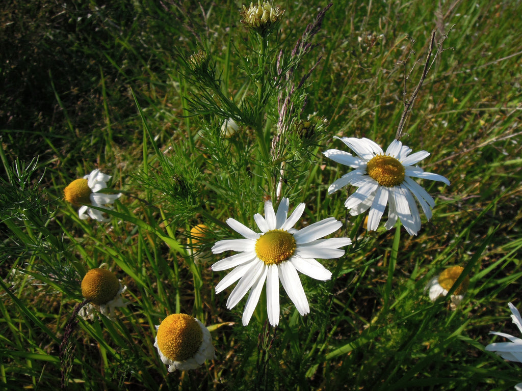 2000 German Chamomile Seeds - Matricaria recutita - Non-GMO Medicinal Herb