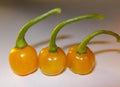 Bode Amarela Pepper Seeds