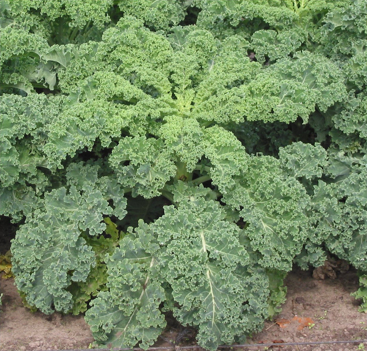 Siberian Dwarf Kale