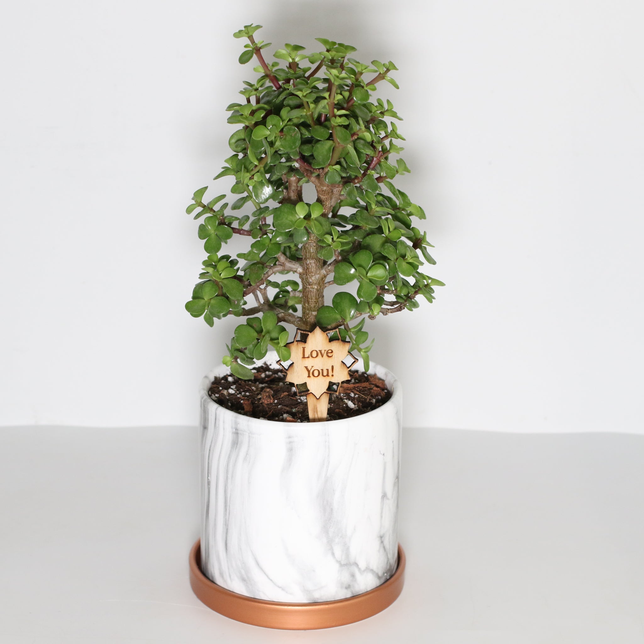 Lucky Jade Bonsai Tree