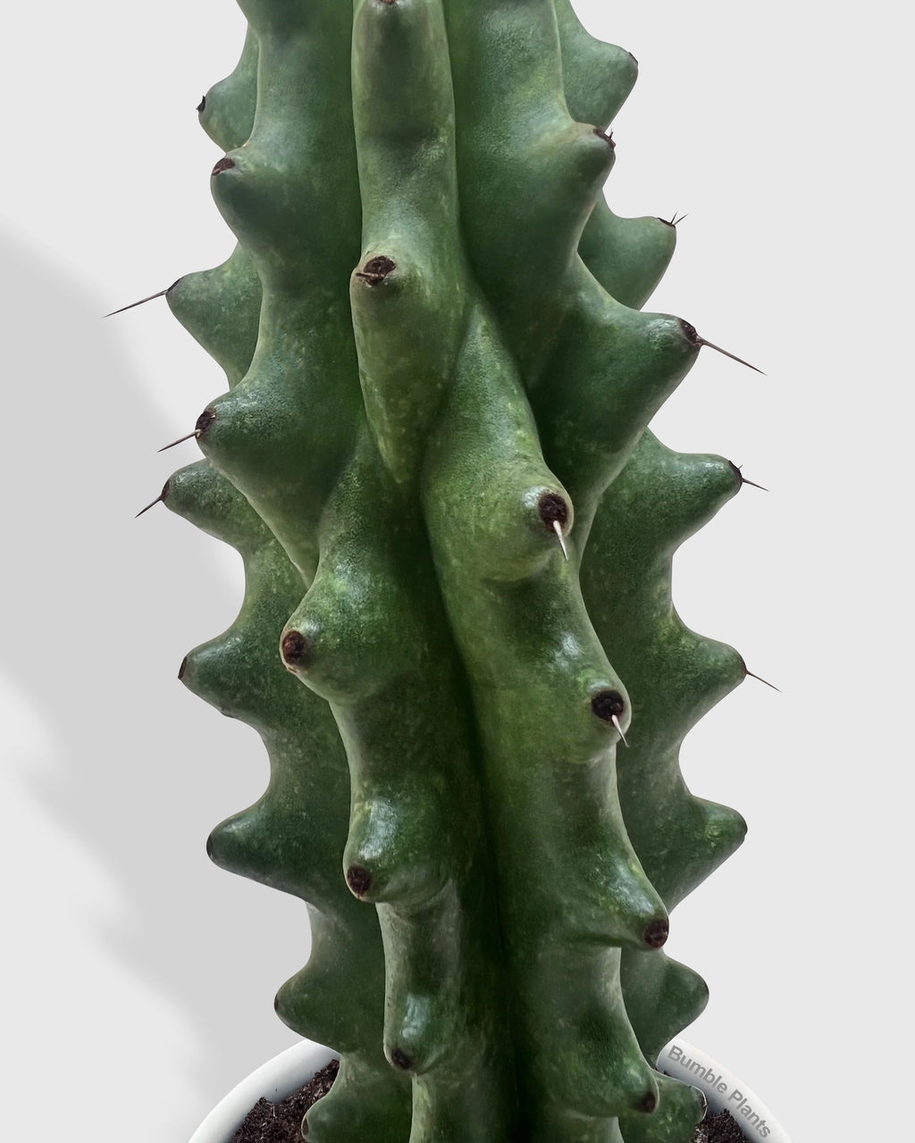 White Ghost Boobie Cactus