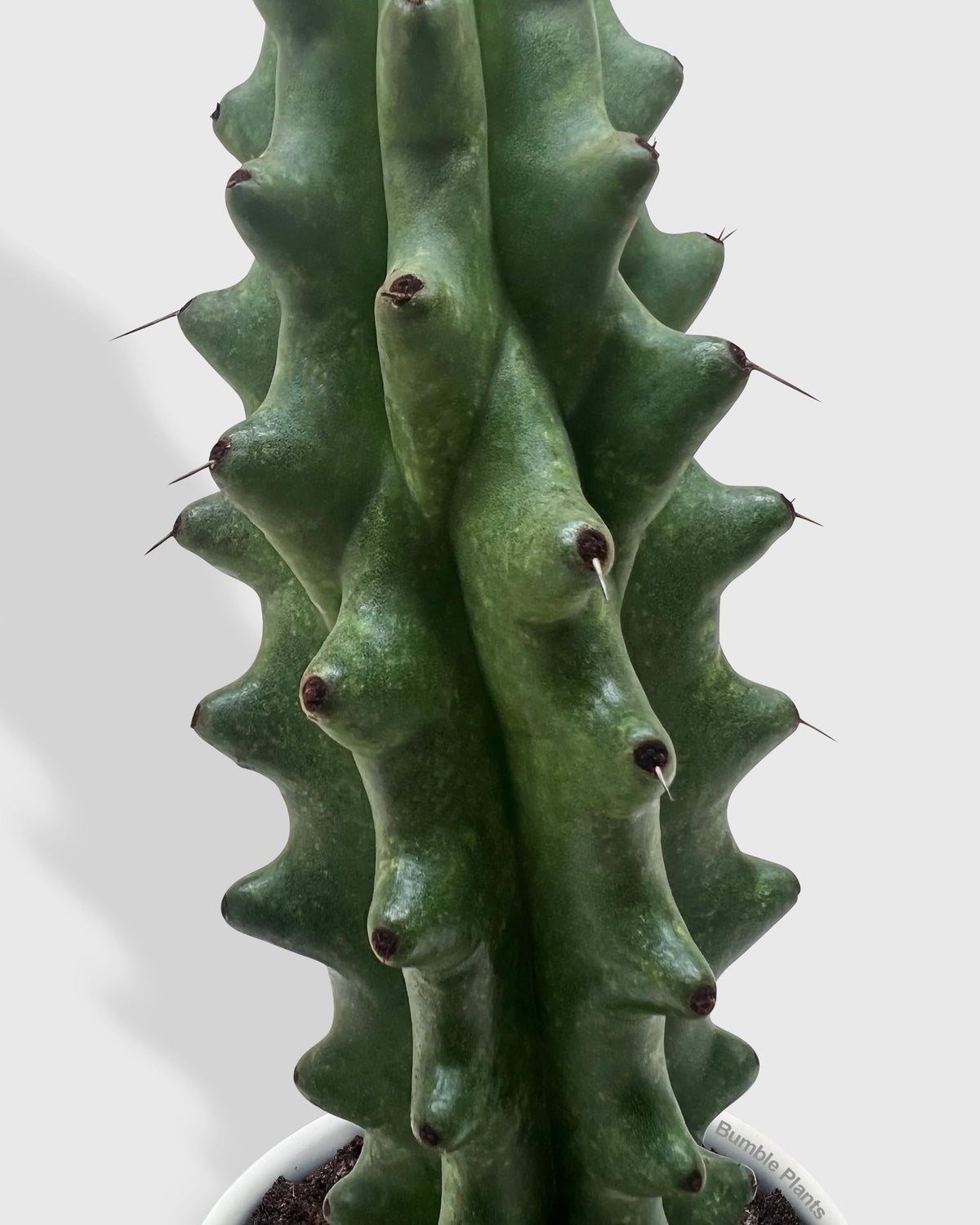 White Ghost Boobie Cactus