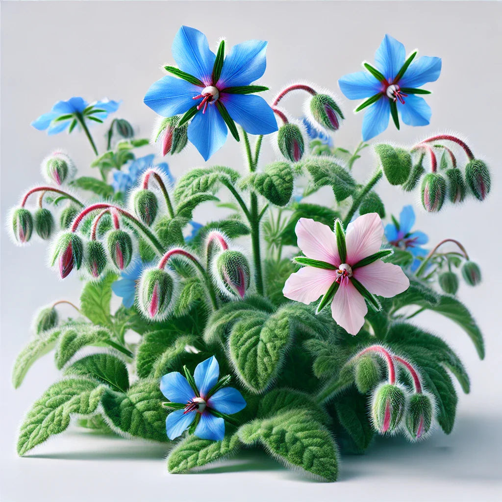 Borage (4x)