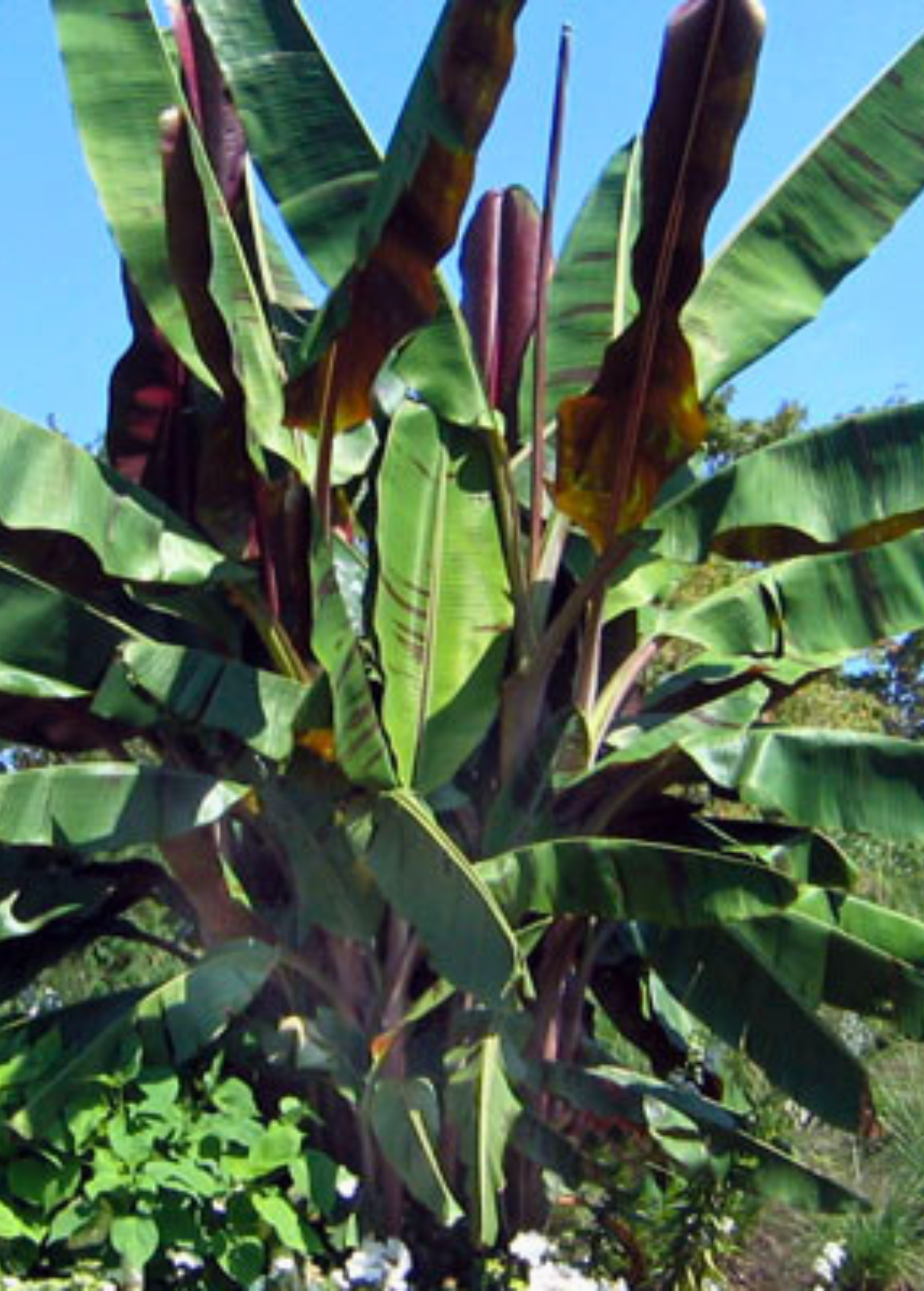 Banana 'Bordelon' (Musa)