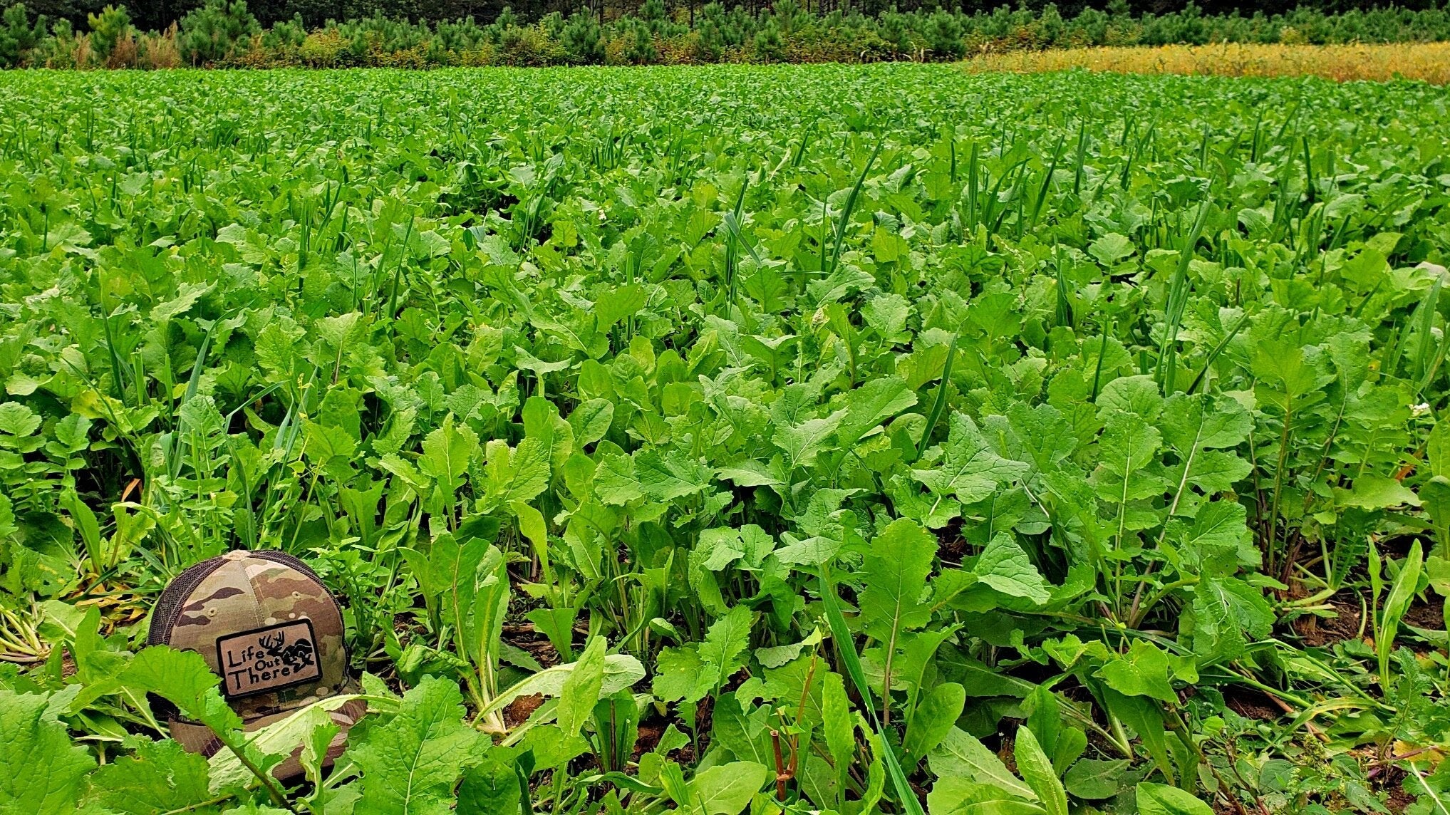 Boss Brew™ Food Plot Seed