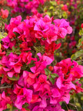 Bougainvillea Fuchsia Pink Live Cuttings – 6" Unrooted Flowering Vining Shrub for Garden, Fence, or Bonsai, Tropical Plant