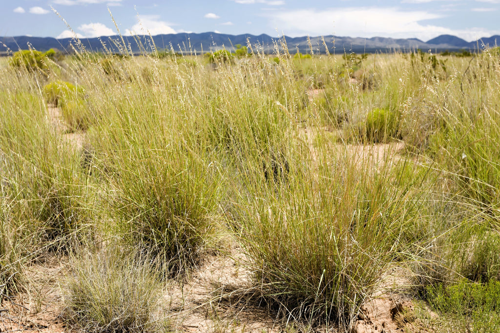 100 MESQUITE / SIDEOATS GRASS Ornamental Bouteloua Curtipendula Seeds