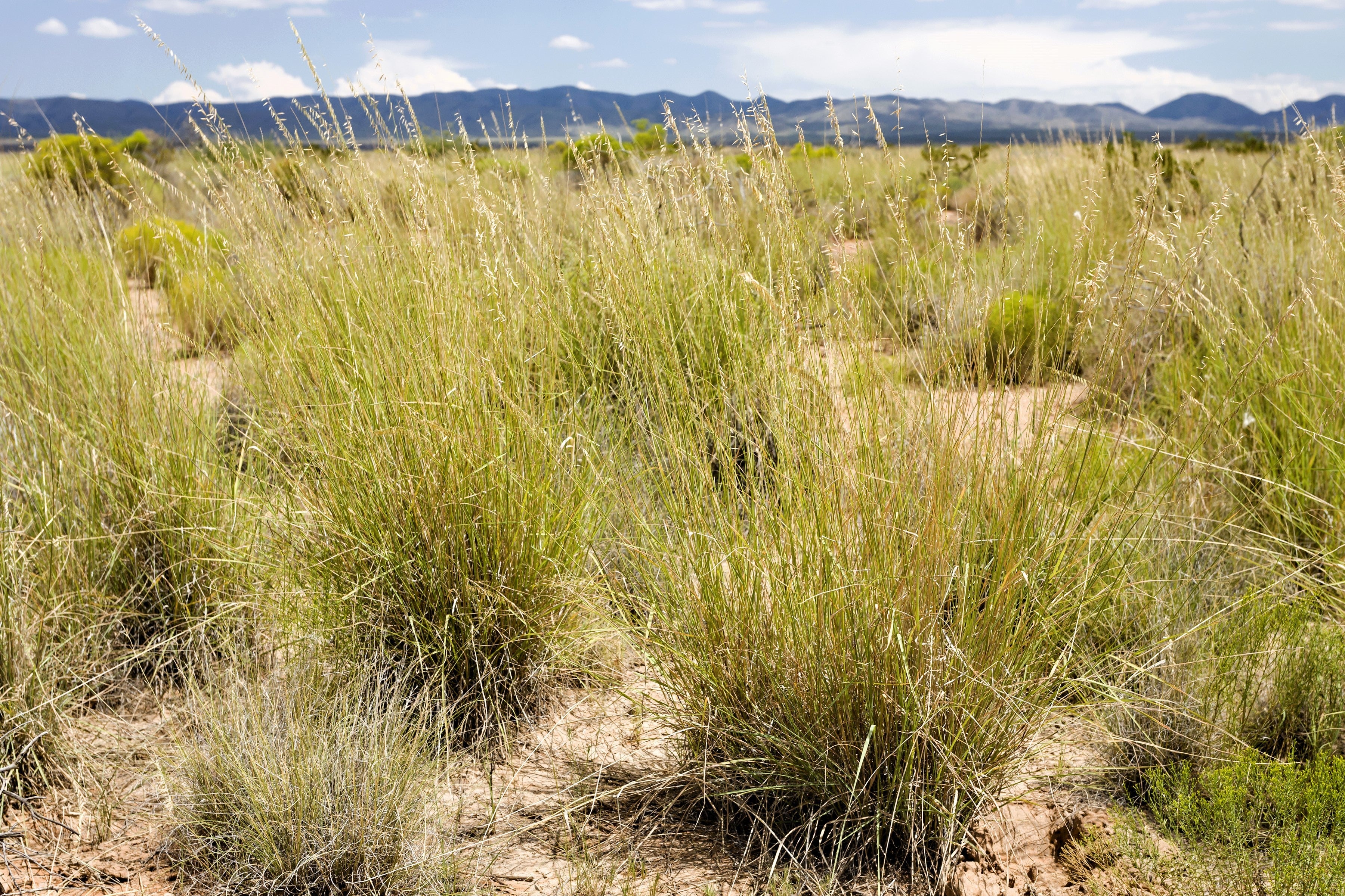 100 MESQUITE / SIDEOATS GRASS Ornamental Bouteloua Curtipendula Seeds