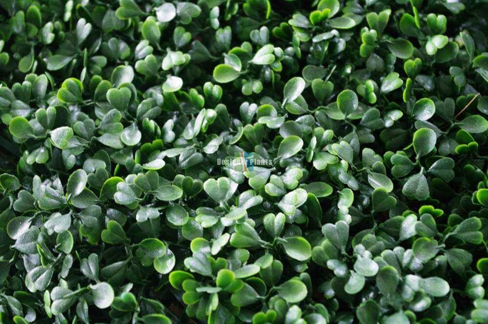 Sample Panel – Dark Boxwood Green Wall (Small Sample)