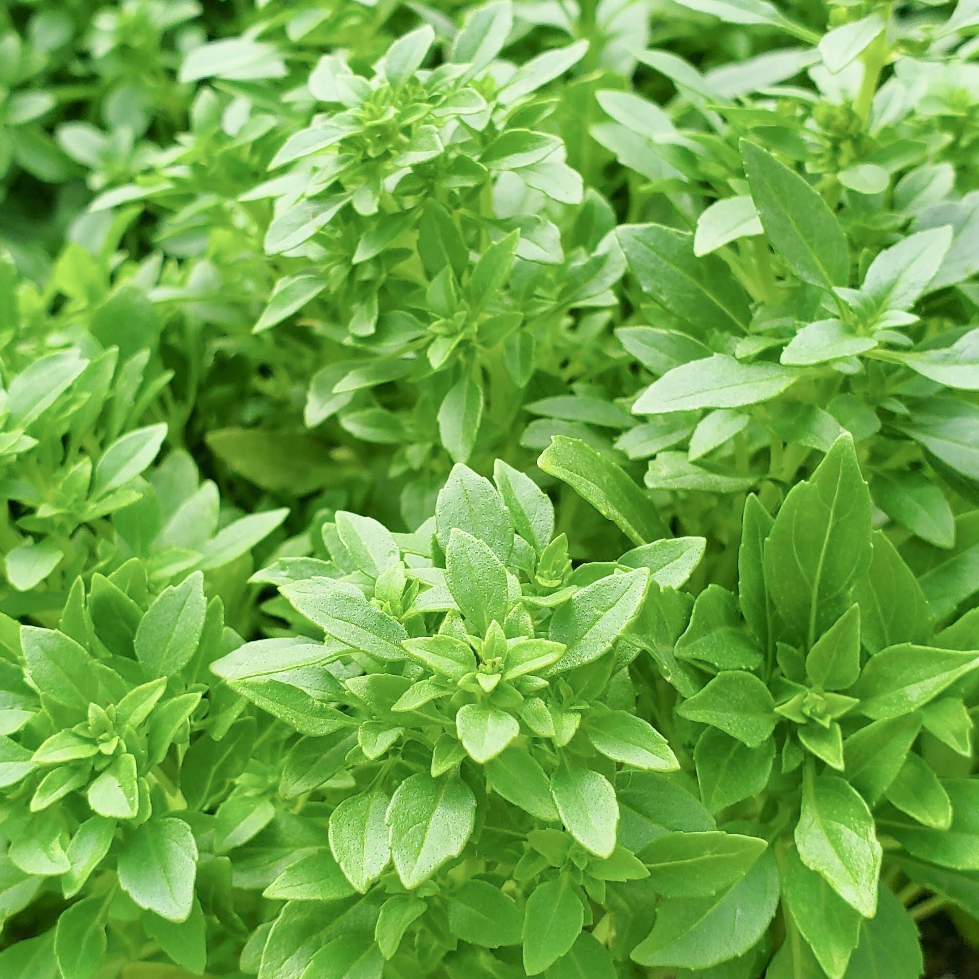 Spicy Globe Basil