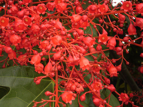 Brachychiton Acerifolius 7 Seeds, Illawarra Flame Tree, Garden Kurrajong