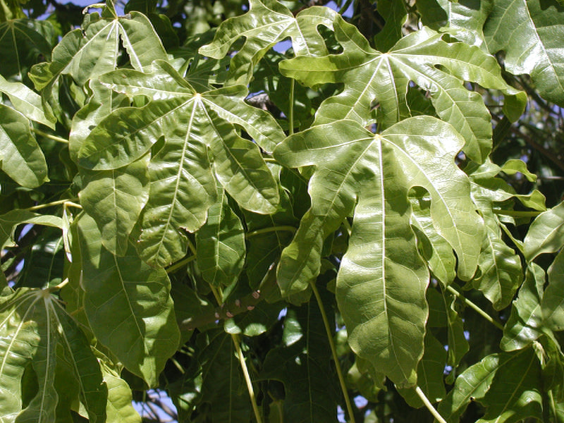 Brachychiton Acerifolius 7 Seeds, Illawarra Flame Tree, Garden Kurrajong