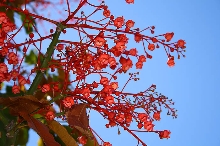 Brachychiton Acerifolius 7 Seeds, Illawarra Flame Tree, Garden Kurrajong
