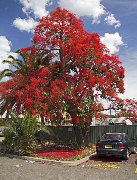 Brachychiton Acerifolius 7 Seeds, Illawarra Flame Tree, Garden Kurrajong