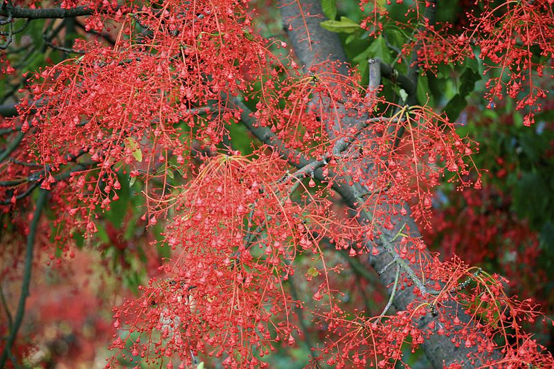 Brachychiton Acerifolius 7 Seeds, Illawarra Flame Tree, Garden Kurrajong