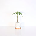 Lucky Braided Money Tree Plant