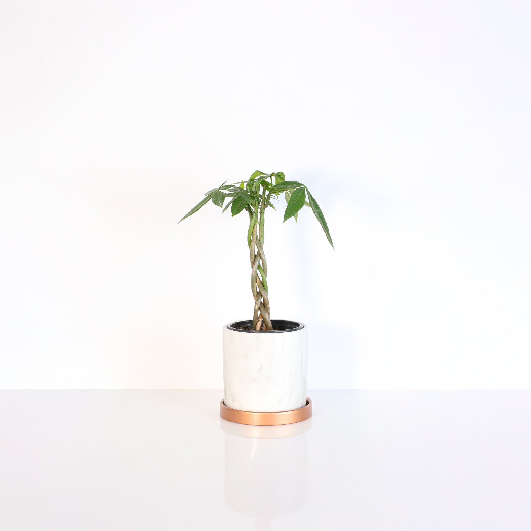 Lucky Braided Money Tree Plant