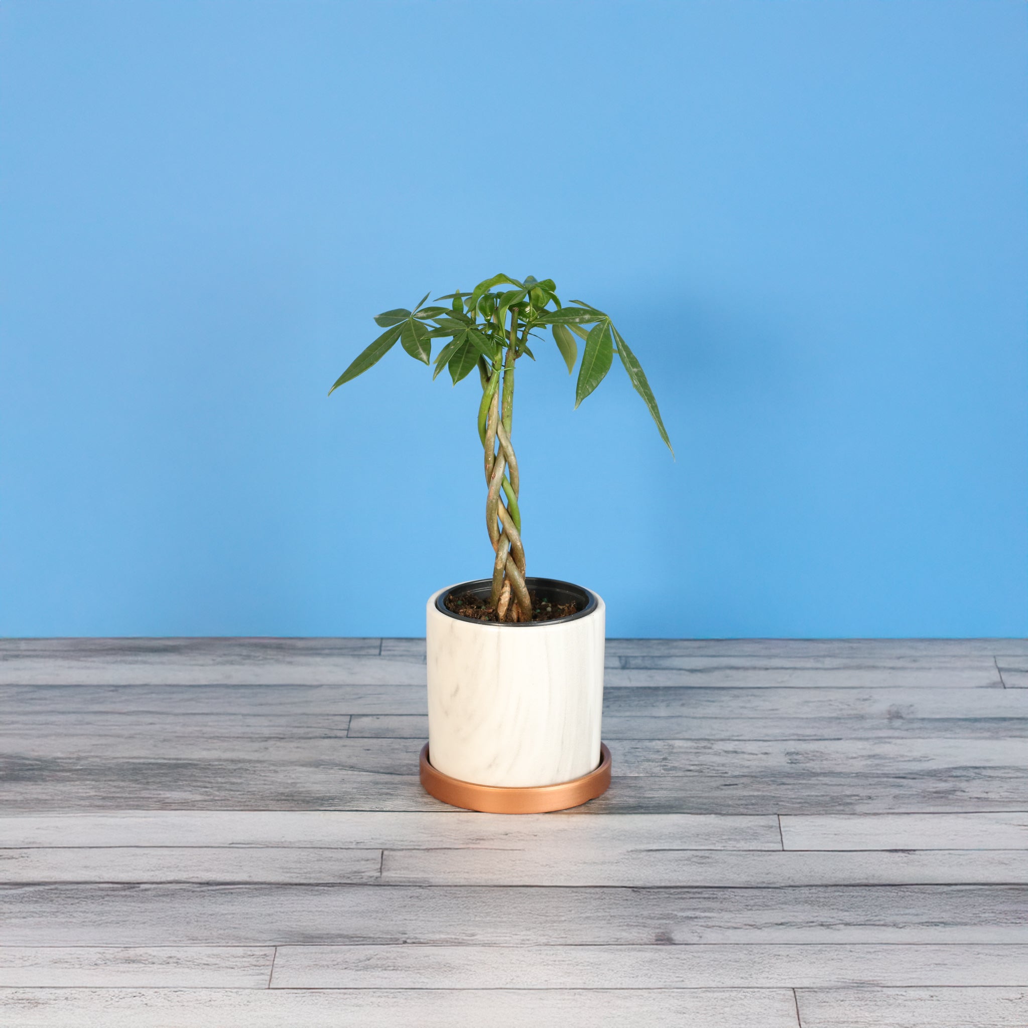 Lucky Braided Money Tree Plant