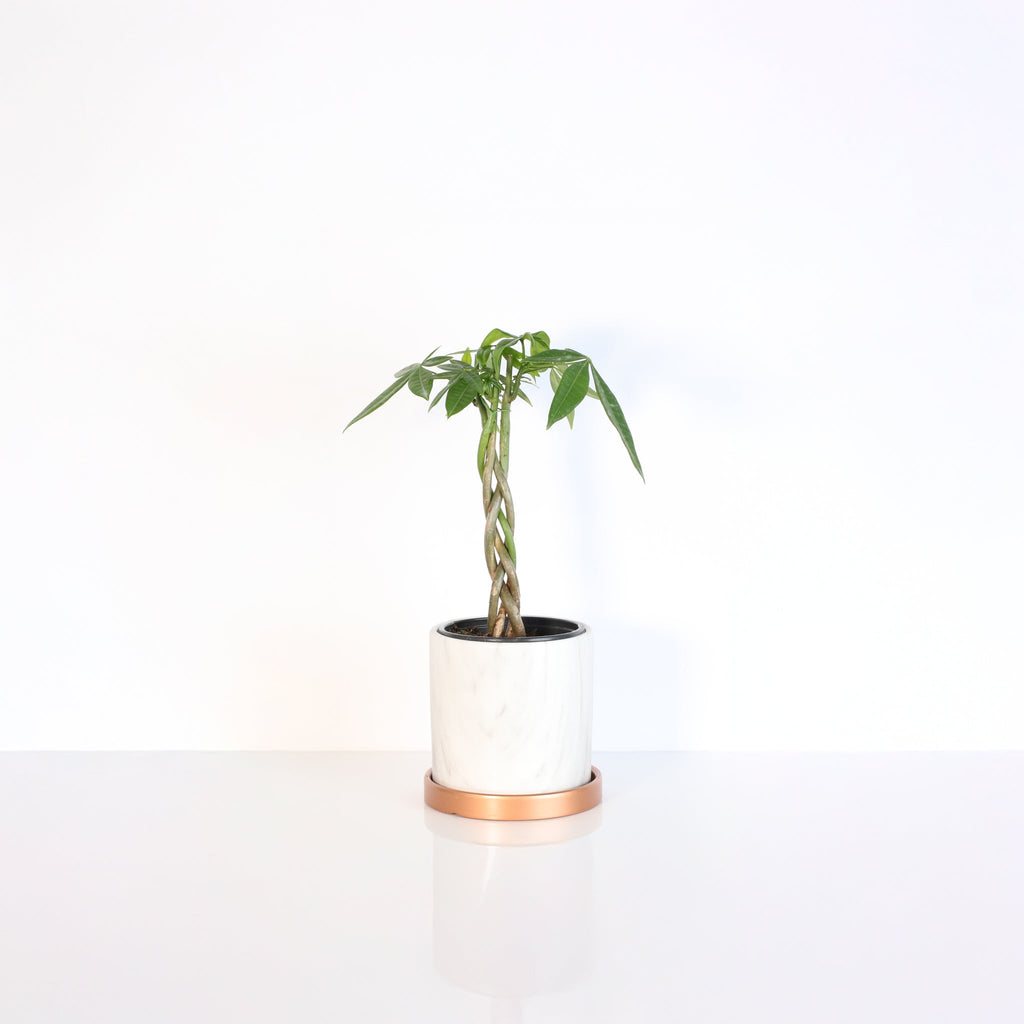Lucky Braided Money Tree Plant