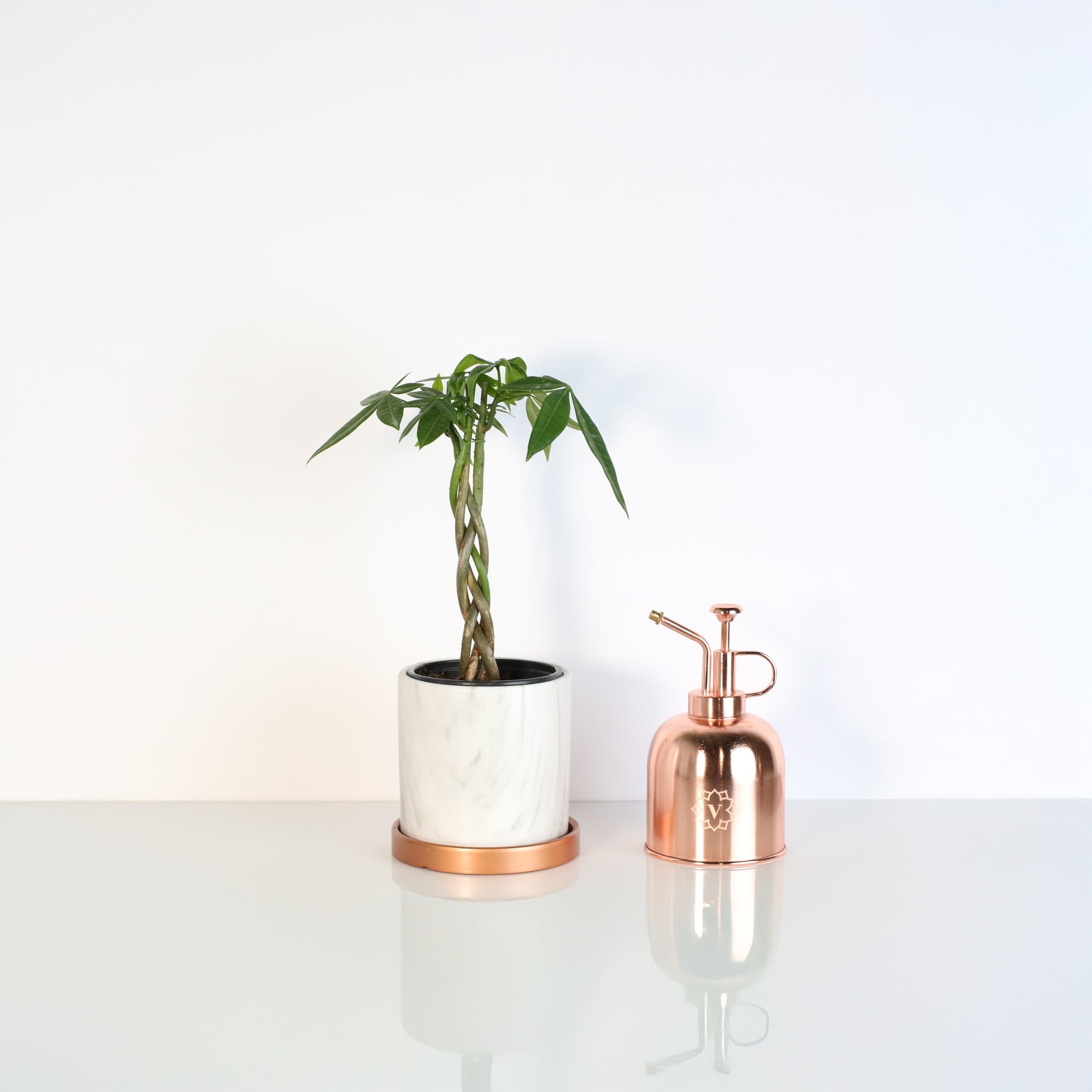 Lucky Braided Money Tree Plant